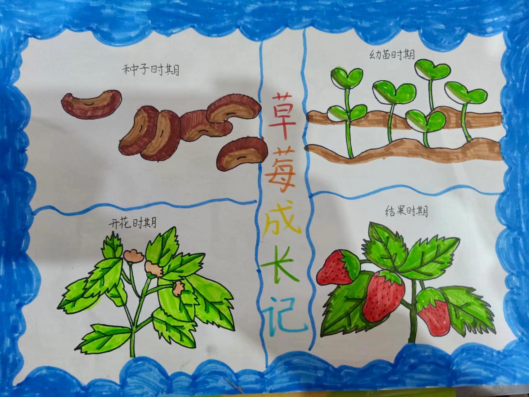 植物生长图