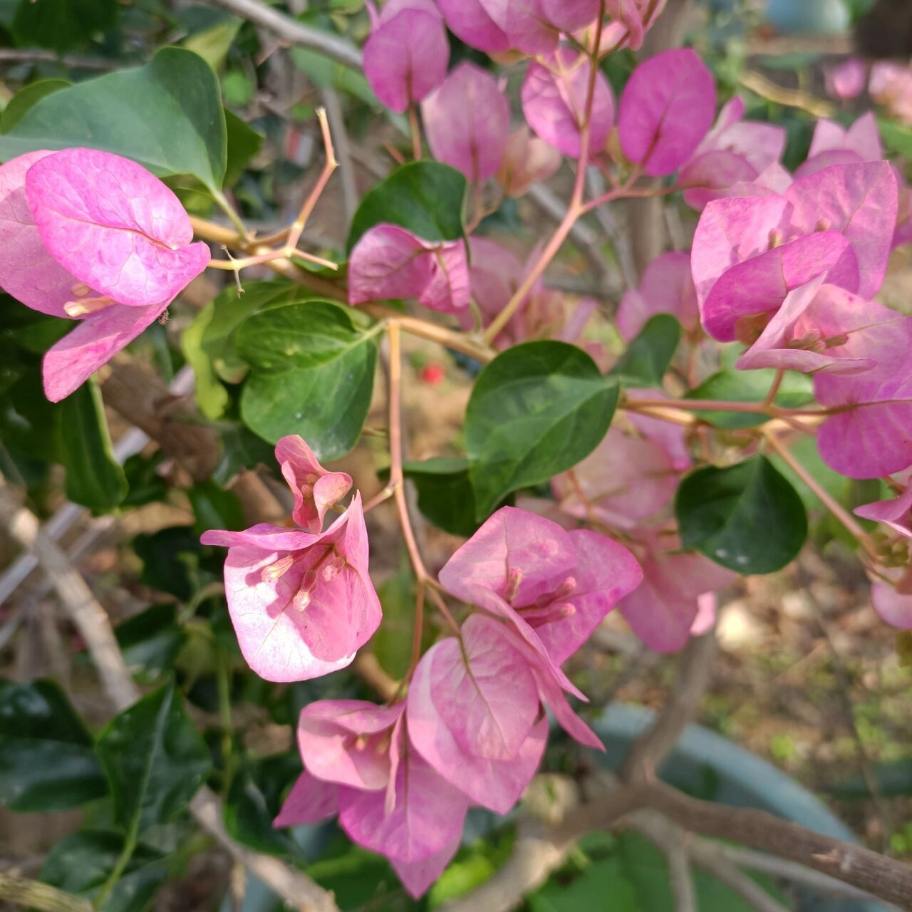 旧图——暗斑五宝三角梅图片分享 之前花圃的暗斑五宝三角梅图片