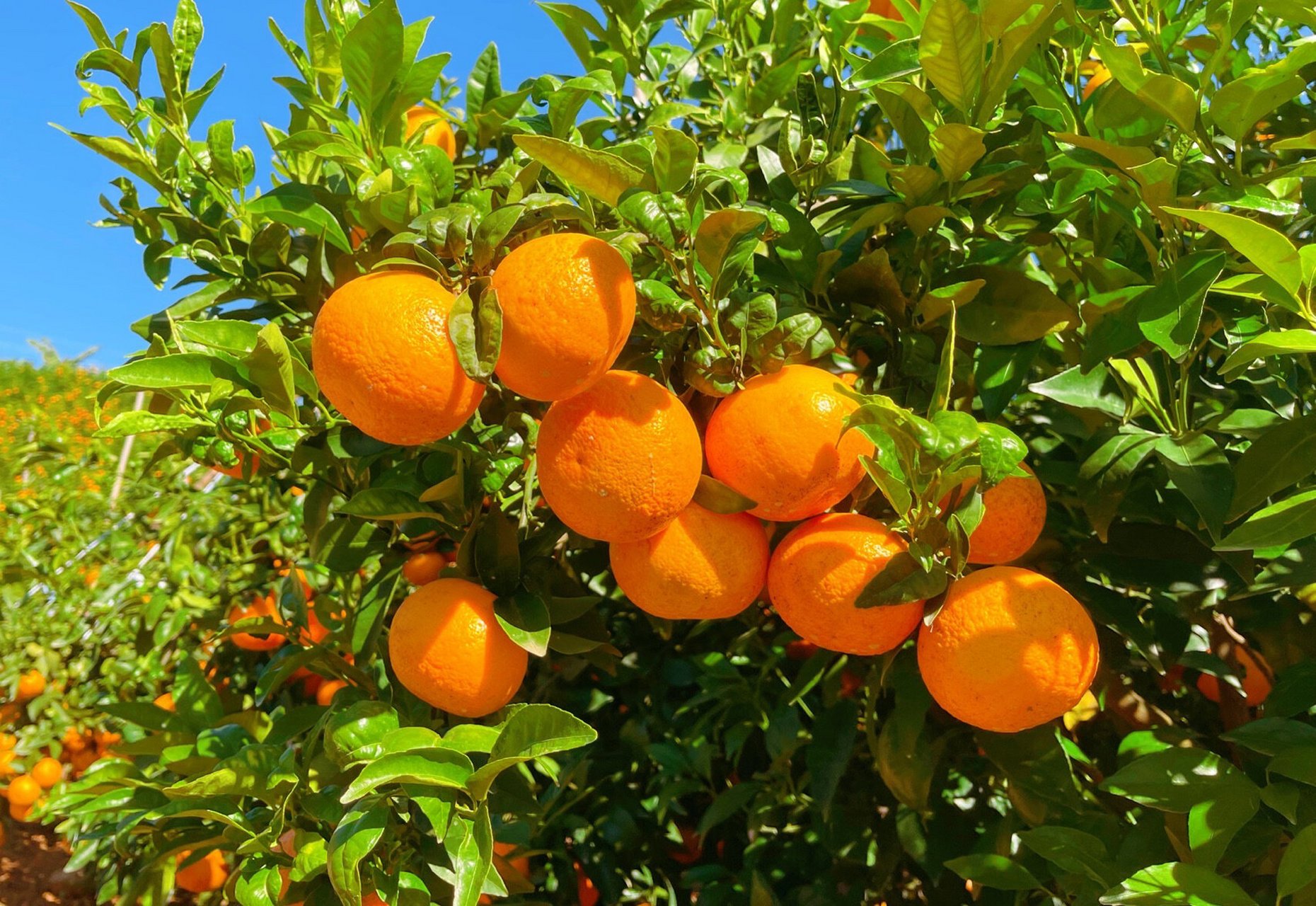 云南无核蜜柑 它是柑橘届的天花板,每个人的梦中情果?