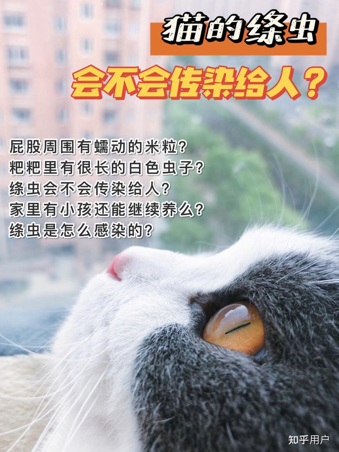 床上都是猫绦虫怎么办图片