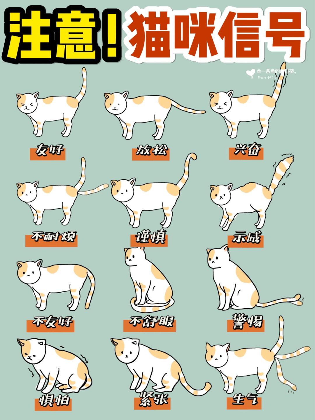 12种猫咪尾巴信号