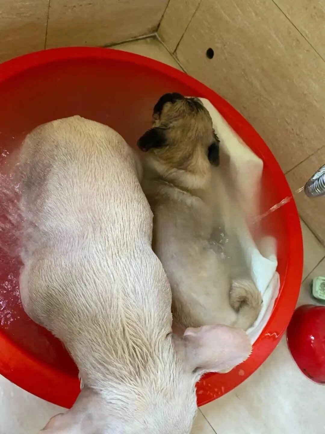 药浴给他洗一次澡 	 药浴是治疗皮肤病的一种方式,但是像散养的狗狗
