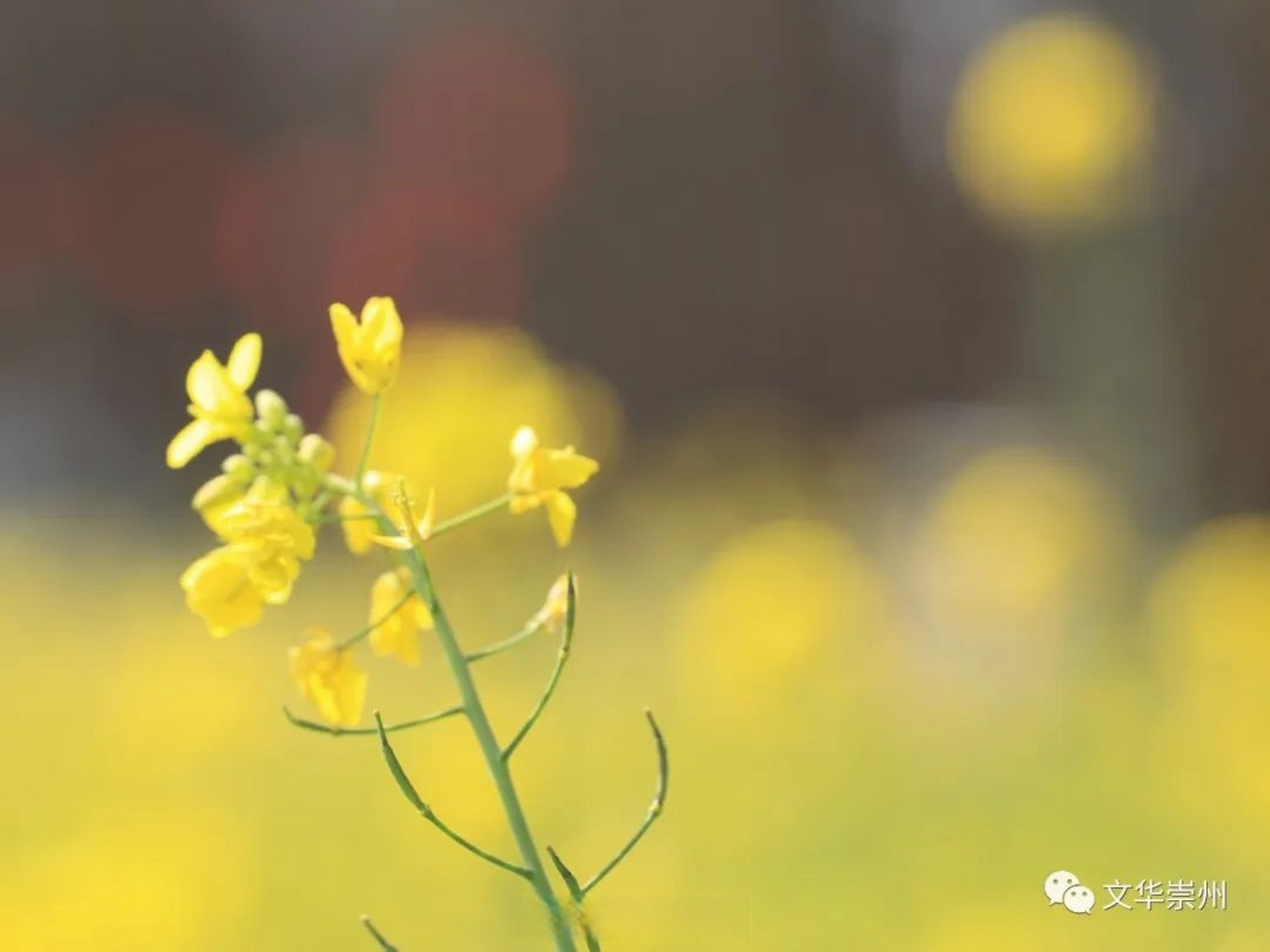 桤木河湿地公园油菜花图片