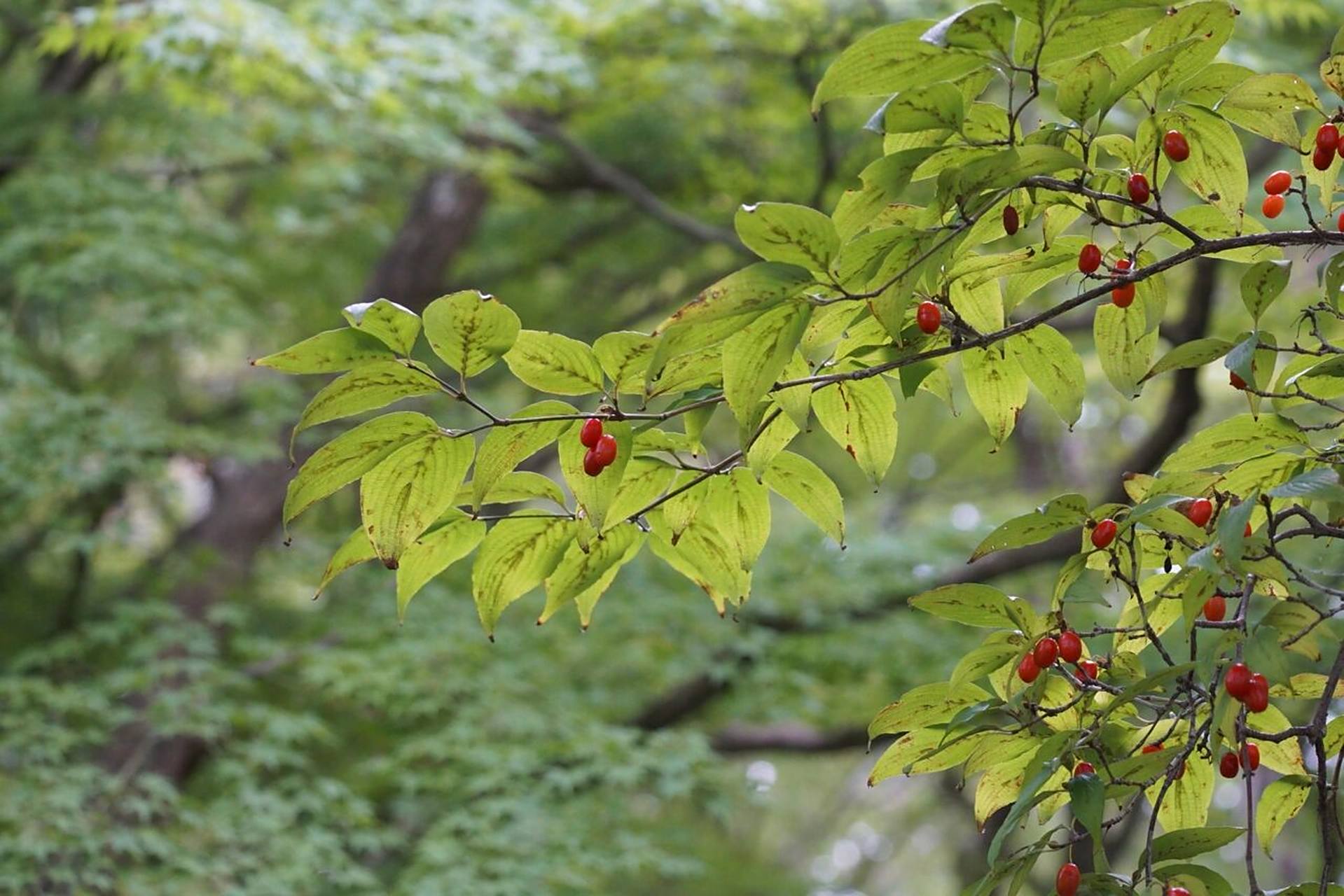植物名實|山茱萸