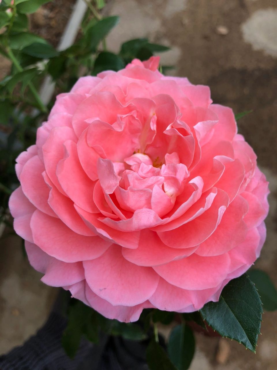 芳香王月季 一個被遺落的陽臺月季 芳香王陽臺 (rose terrazza