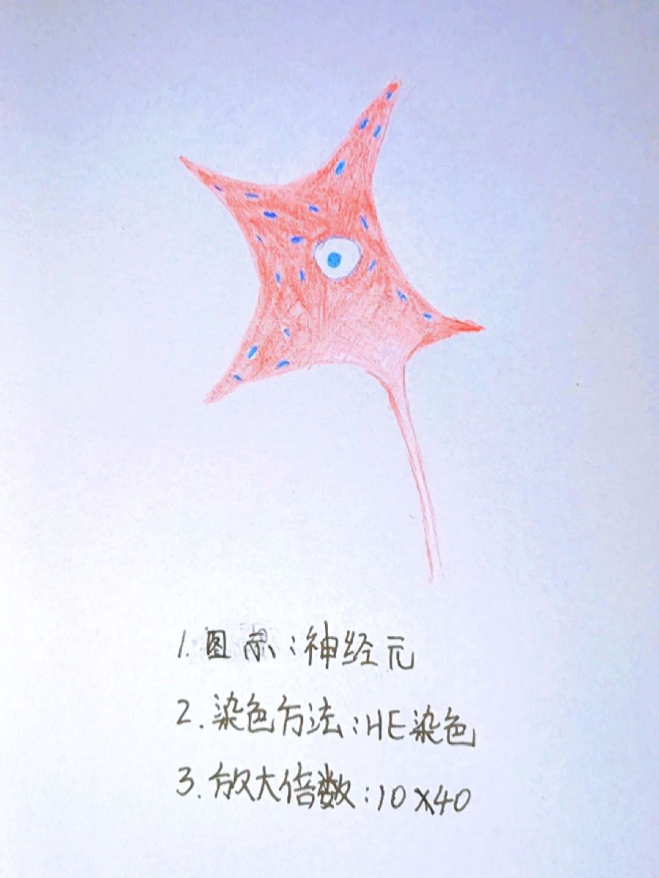 高倍镜神经元绘图 高倍镜神经元绘图