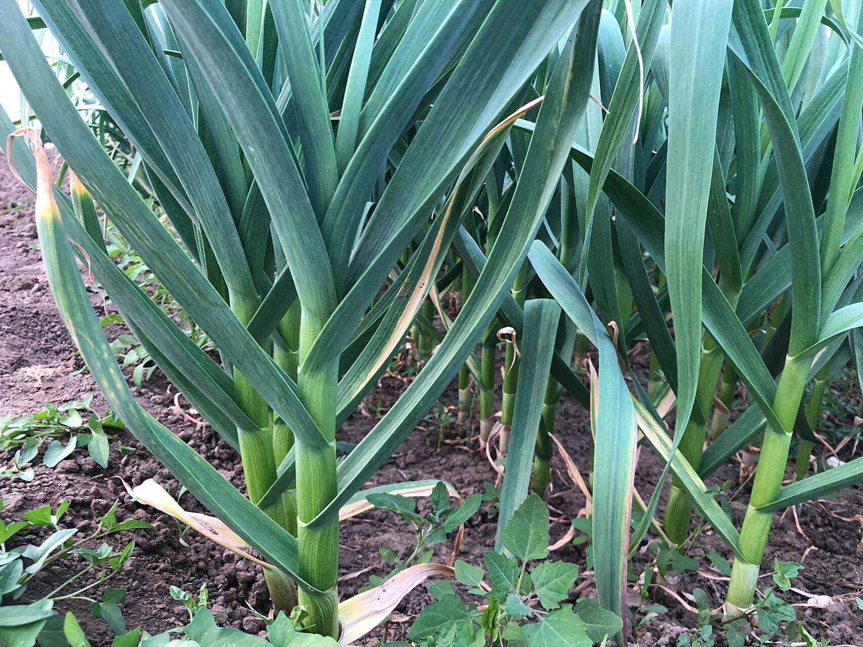 农场青蒜苗大量现货,需要的可以订购!