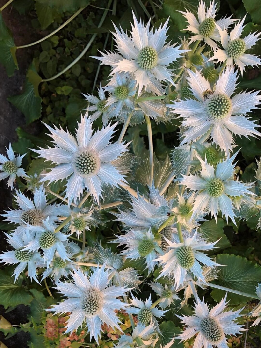 不一样的鲜切花70 | 海滨刺芹