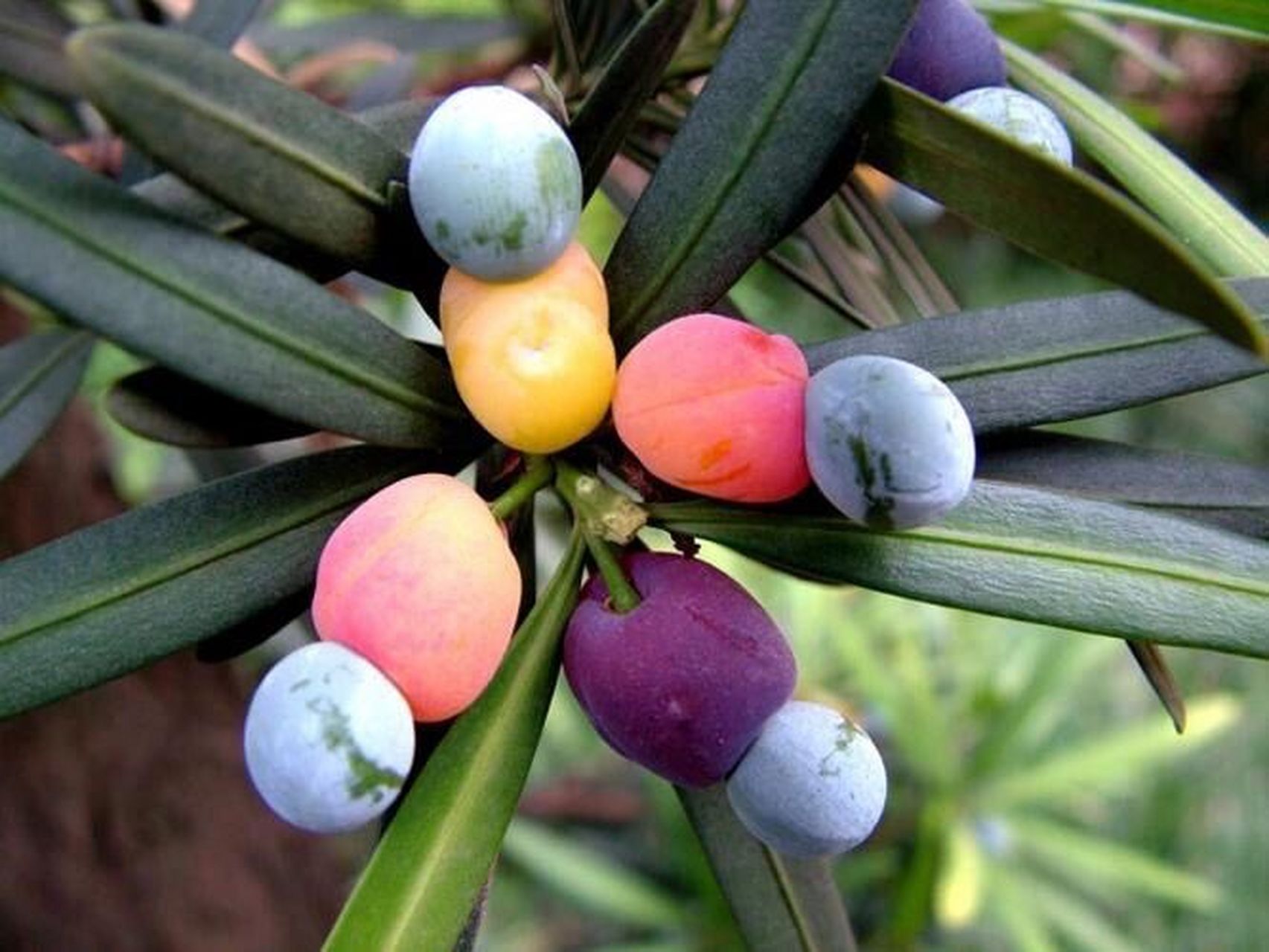 《呼吸2022》种子系列"每日一种"-罗汉松 罗汉松(podocarpus macro