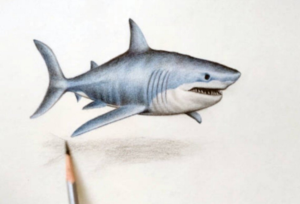 彩铅鲨鱼 少儿美术 大白鲨彩铅