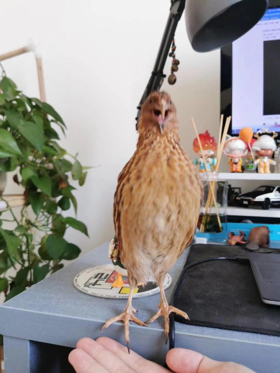 关于鹌鹑的叫声 公鹌鹑叫起来想必是很多饲养主的噩梦,因为实在是太