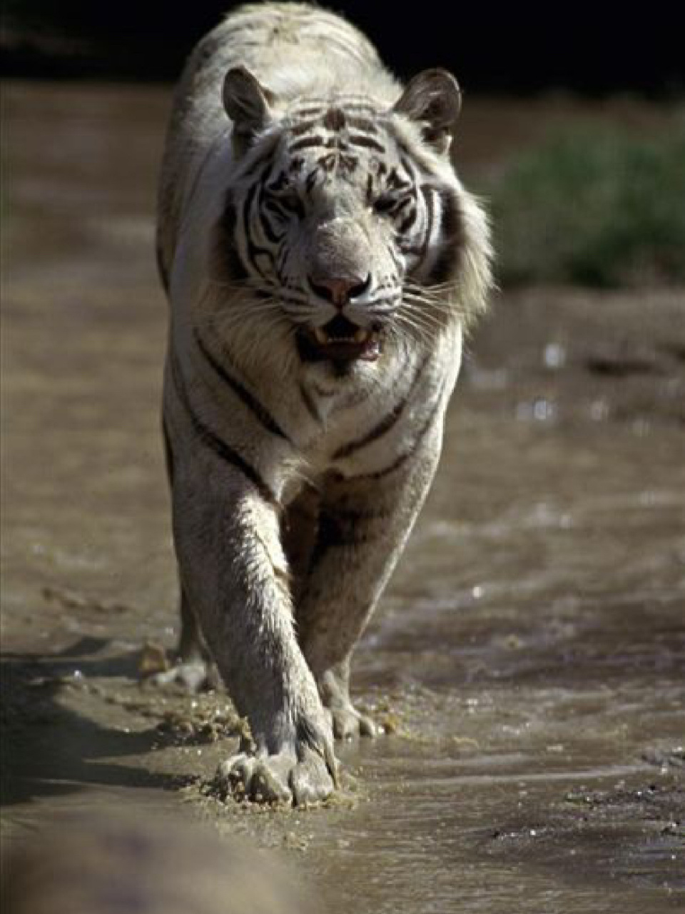 孟加拉虎 	 78学名:panthera tigris tigris 	 78简介:又名印度