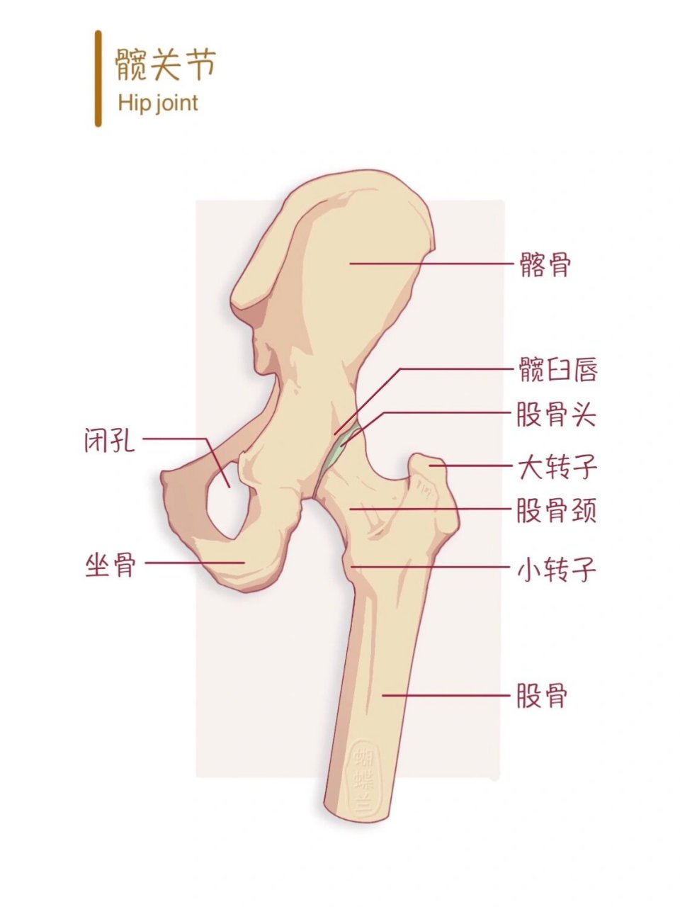 髋关节各个部位名称图片