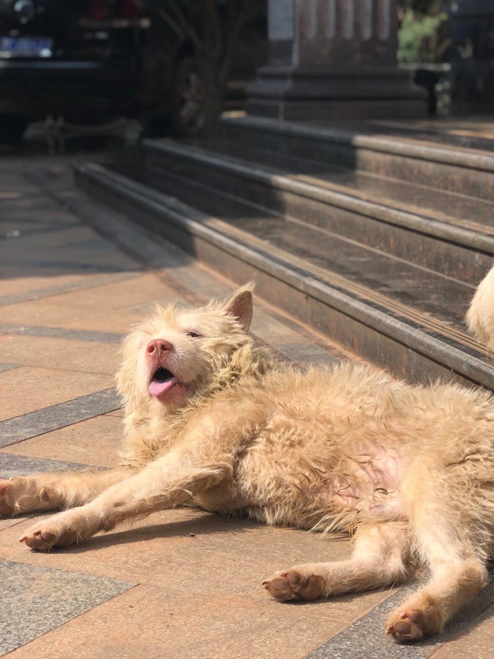 品种:下司犬 姓名:小二 于12月21日在湘潭高新区楚天路附近走失 长相