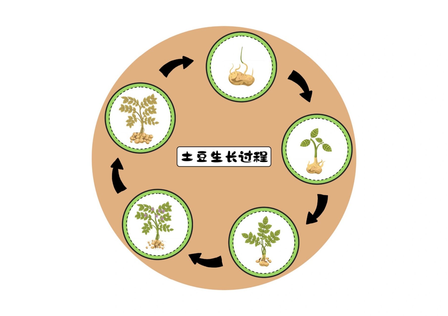 区角素材:植物成长循环《土豆成长循环》