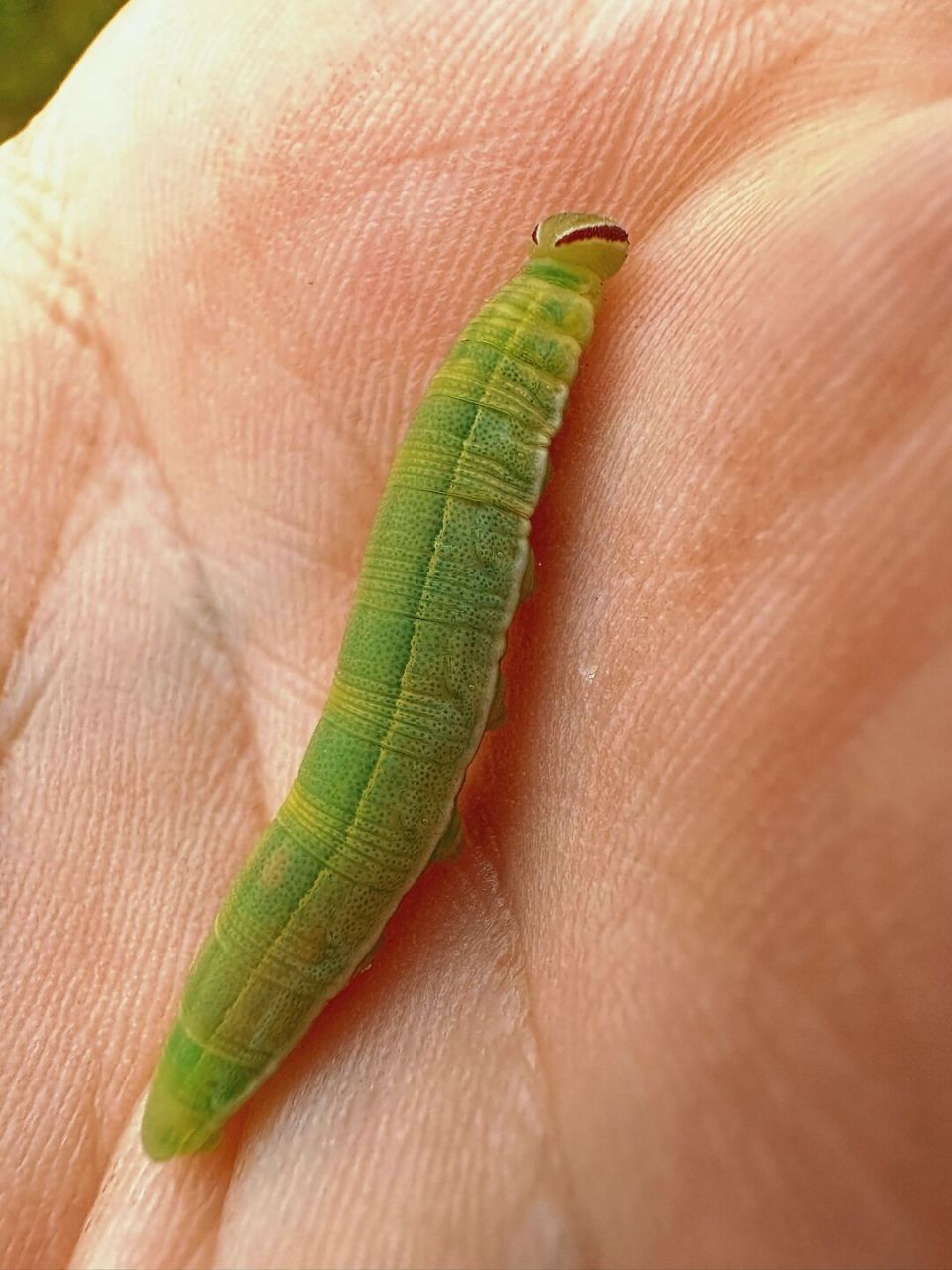 自然教育# #趣味知识科普# #弄蝶# #毛毛虫# 弄蝶幼虫,蛹,成虫的三个