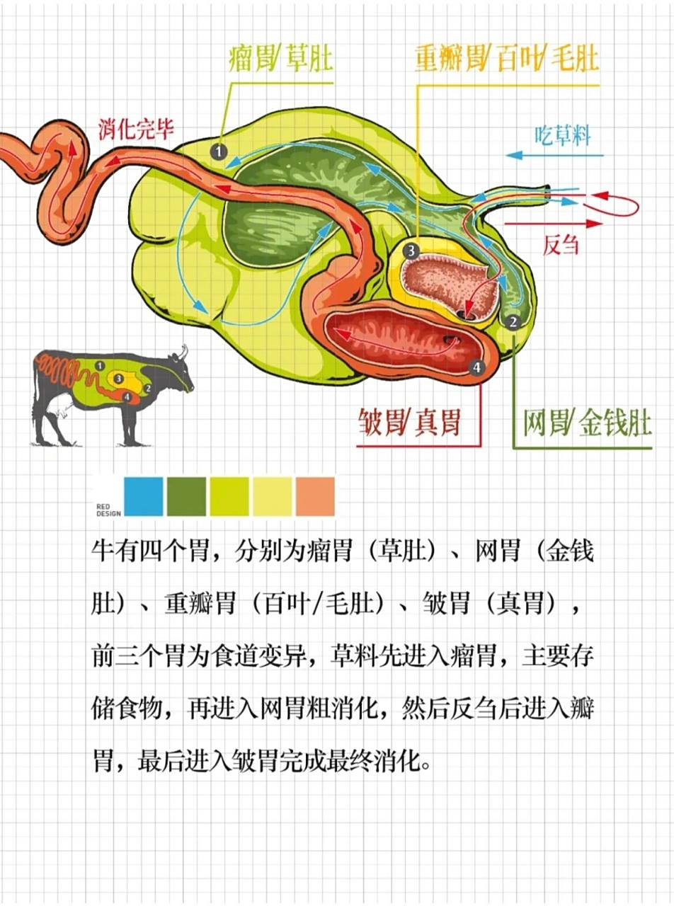 "牛肚""毛肚"傻傻分不清楚 牛肚即牛胃.