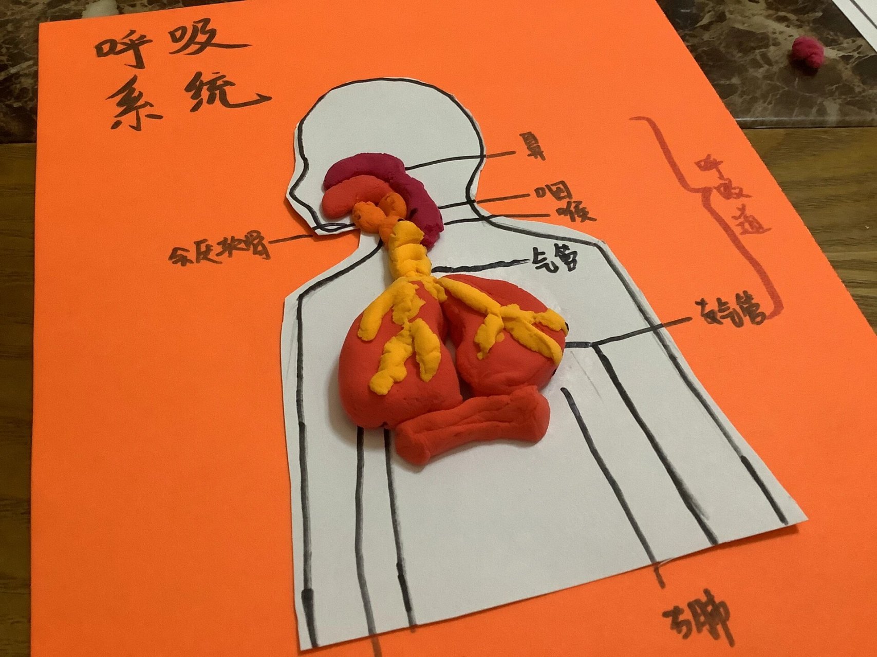 呼吸系统模型制作  模仿喜欢就点赞吧