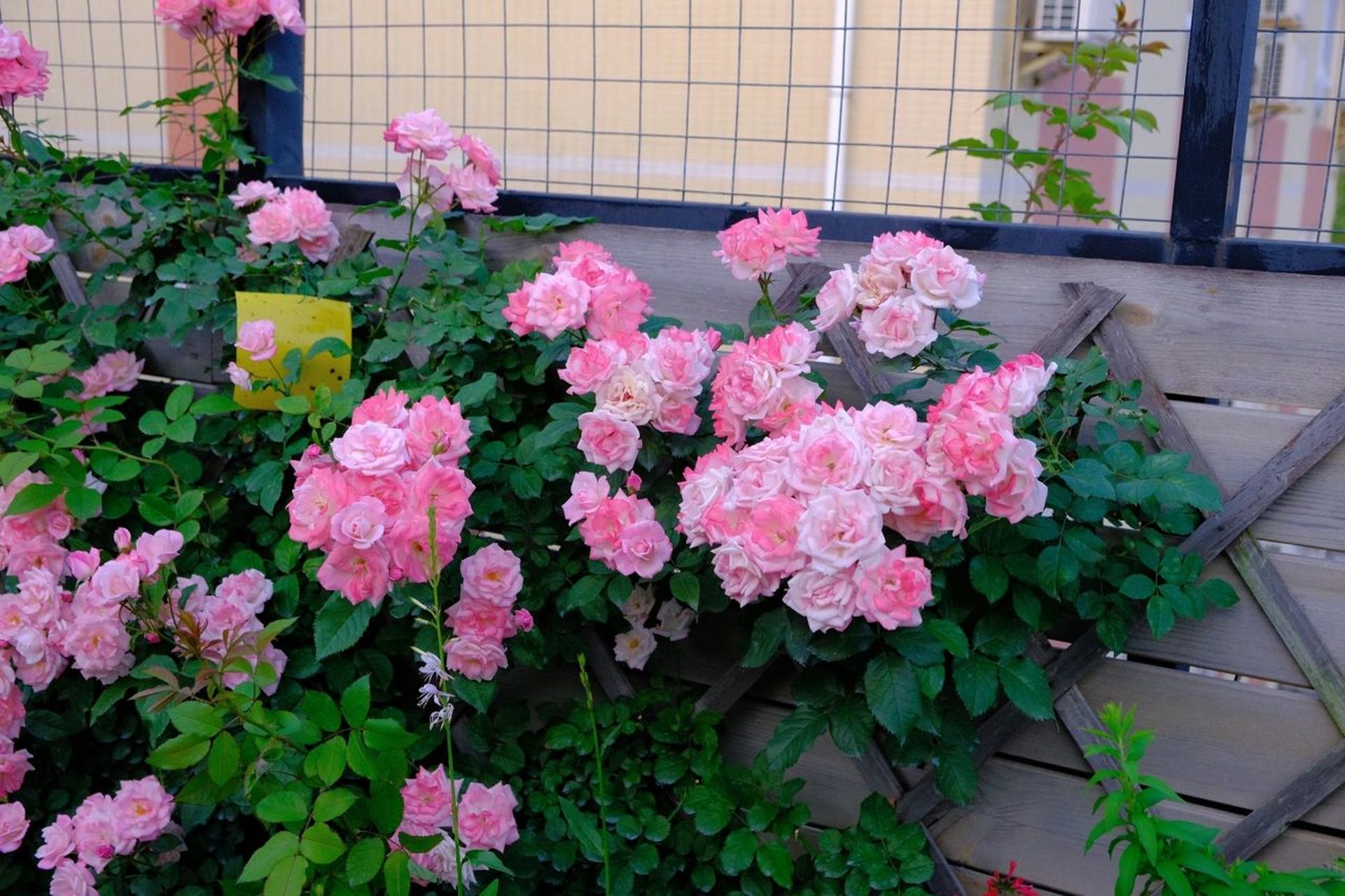 花名:樱霞 98花名:樱霞 →藤本月季,群开花量大,长势非常快,非常