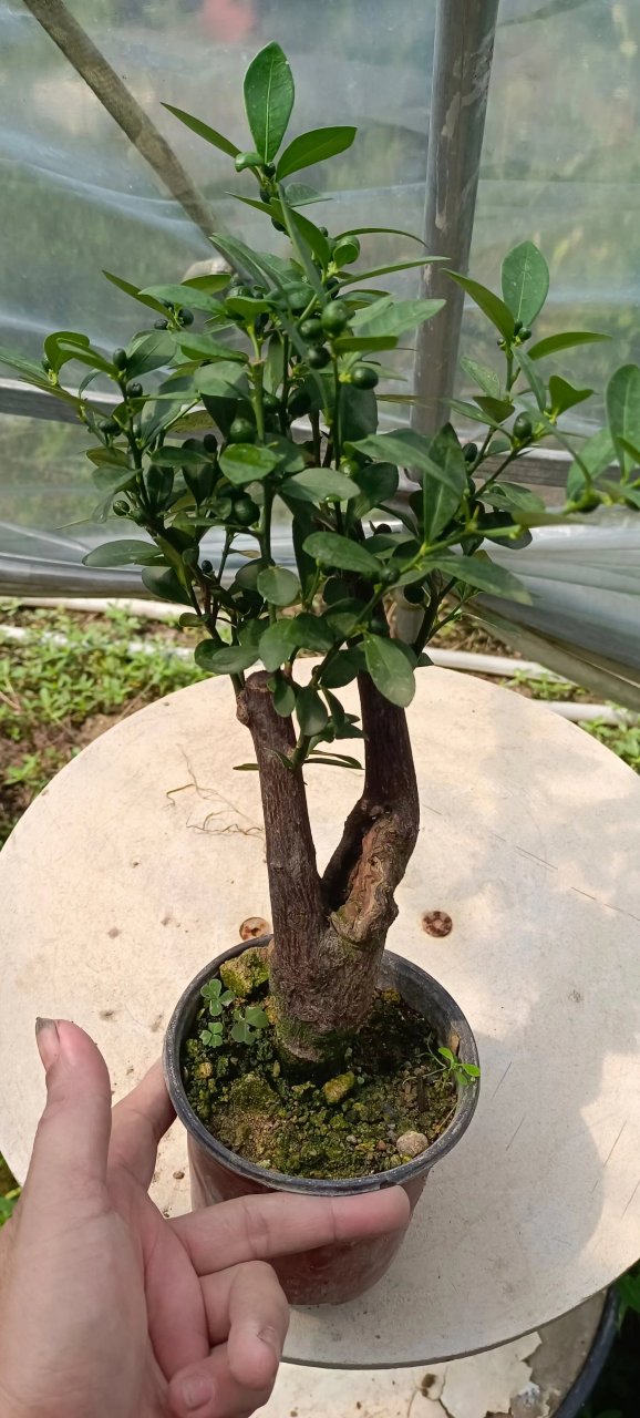 金豆盆景 浙江金豆都挂果了, 需要的下单!