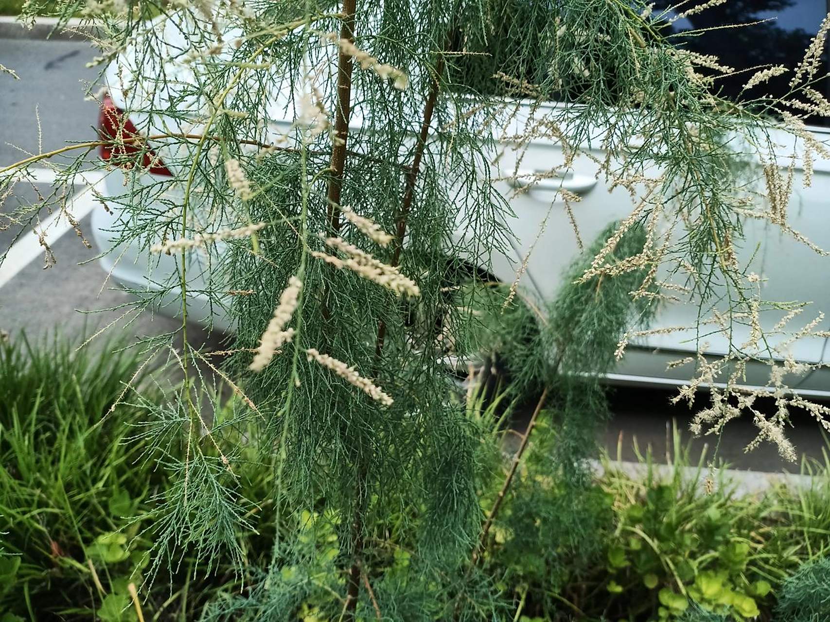 阴柳,柽柳,是一种植物吗?