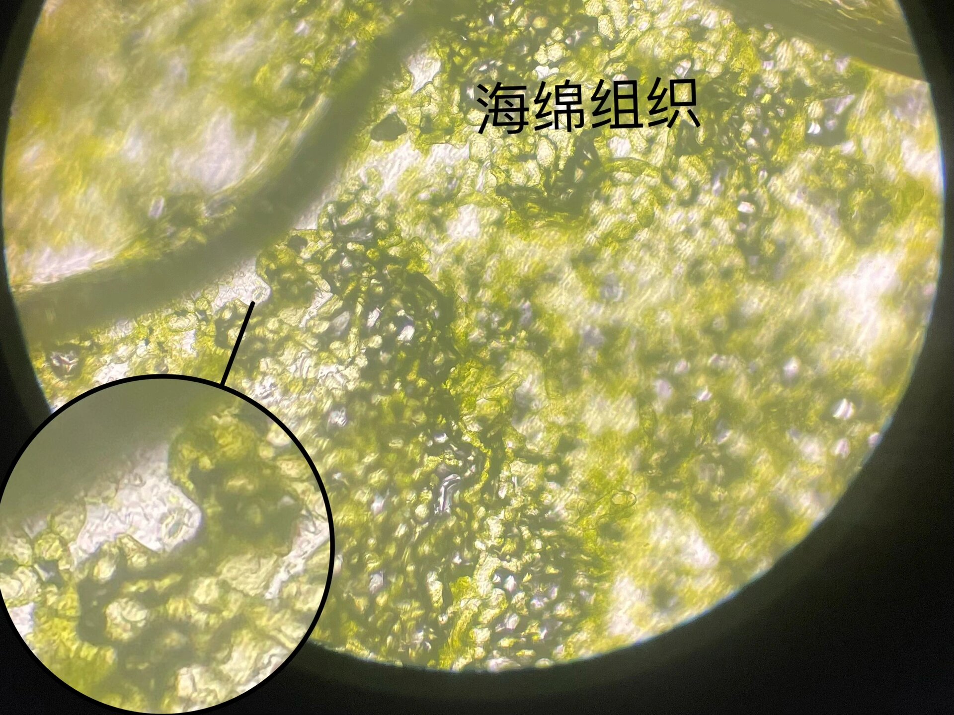 菠菜叶下表皮细胞绘图图片