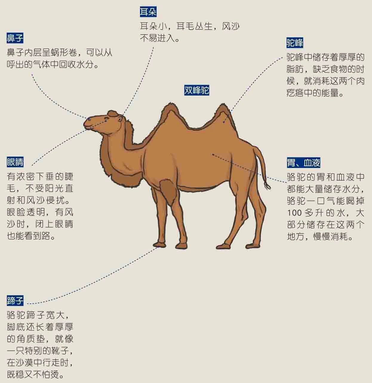 骆驼的口腔结构图片