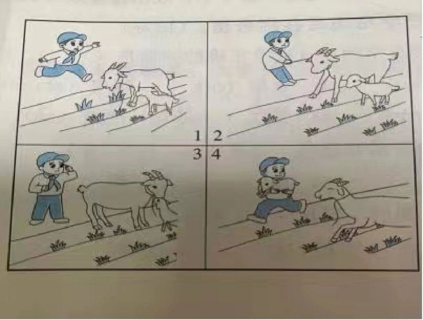 看图写话 妙计赶羊 放暑假的一天,小明吃完晚饭,就到爷爷的羊圈里去