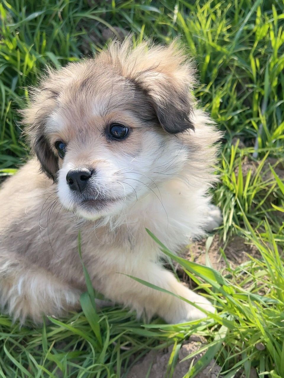 世界上最漂亮的中华田园犬 自己家的狗宝宝在主人眼里真的是最好看的