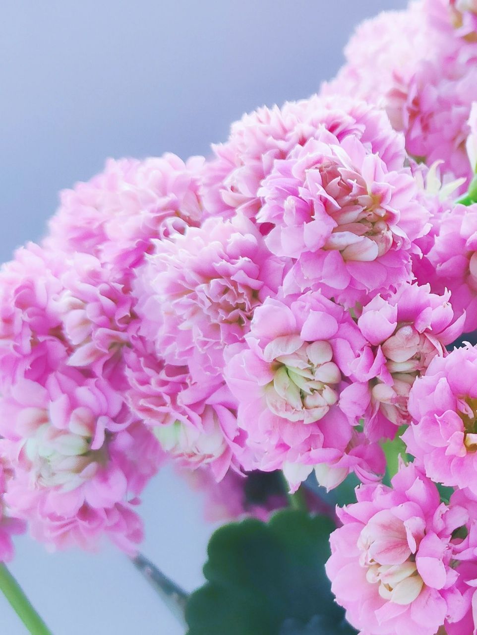 重瓣长寿花 魔法 缤纷育种品种 魔法这个品种的花型称得上是长寿花界