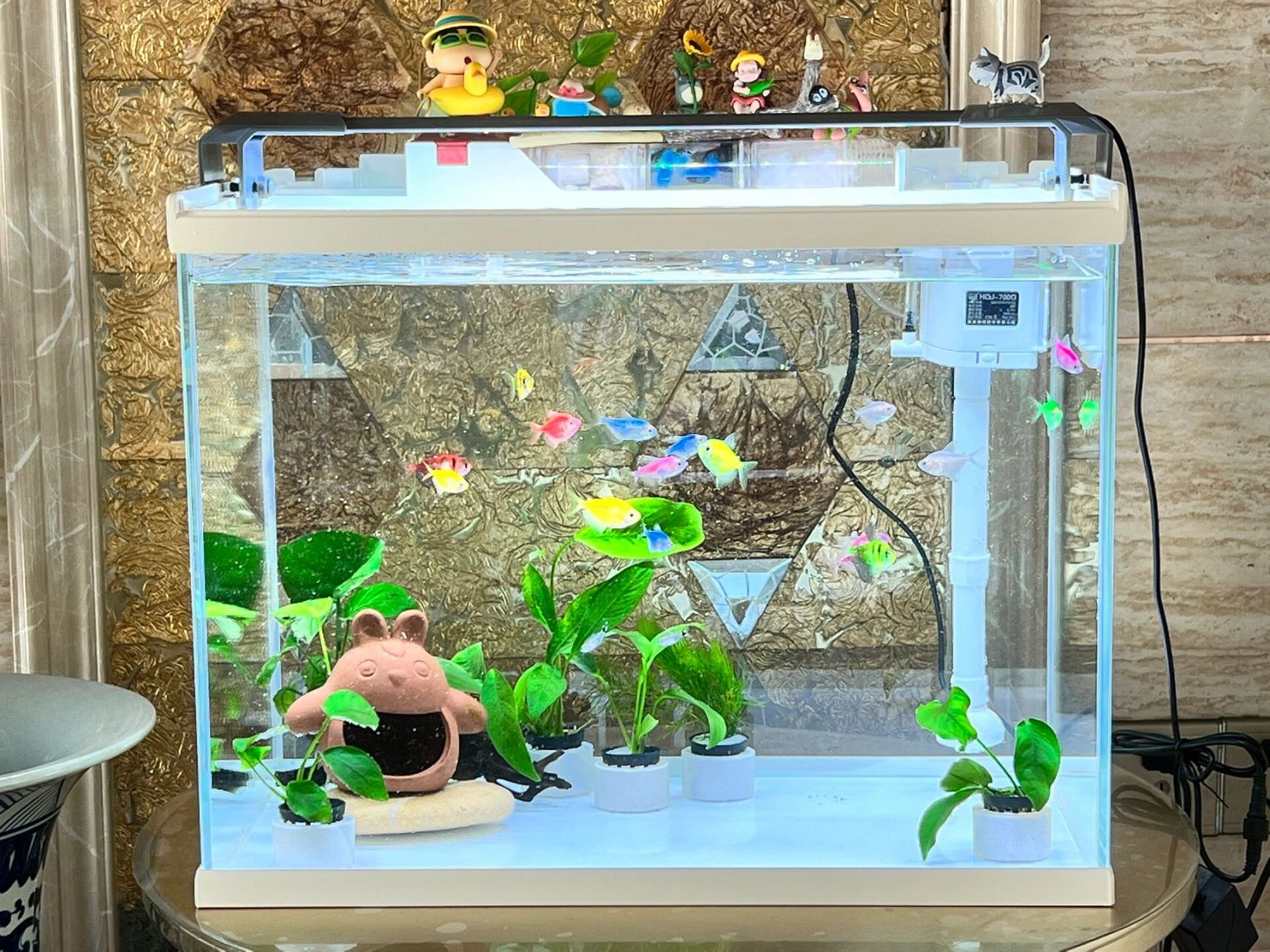 燕鱼#天使鱼#混养 给养鱼的小伙伴一个提醒 小燕鱼还是别和天使鱼