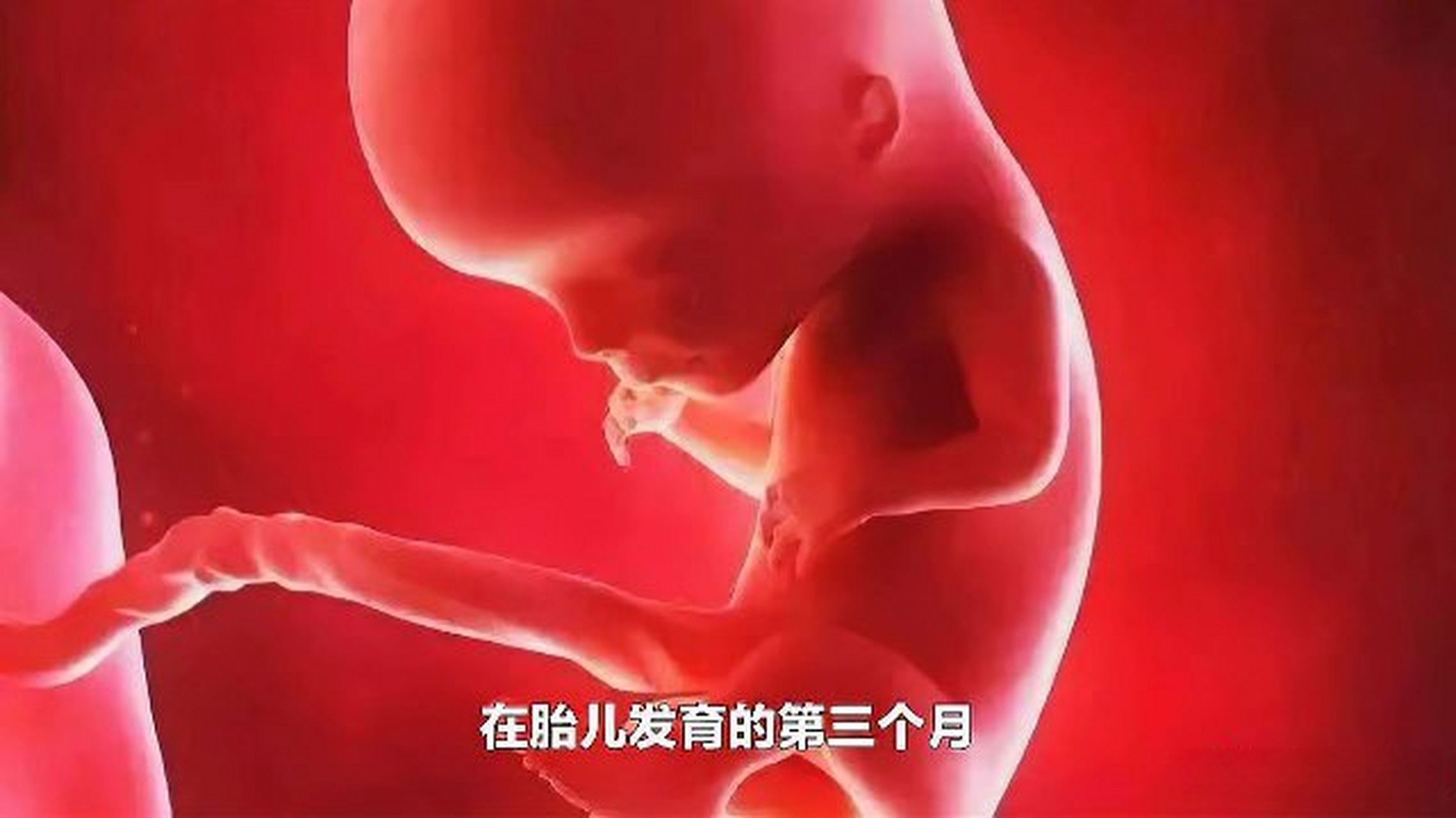 这篇视频很有意思《胎儿发育的第三个月》