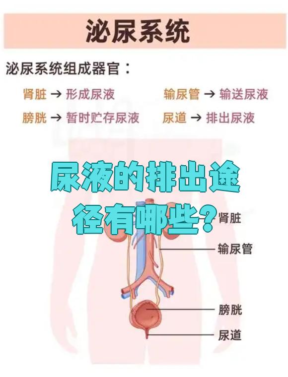 尿液排出需要经过肾脏,输尿管,膀胱和尿道这几个步骤