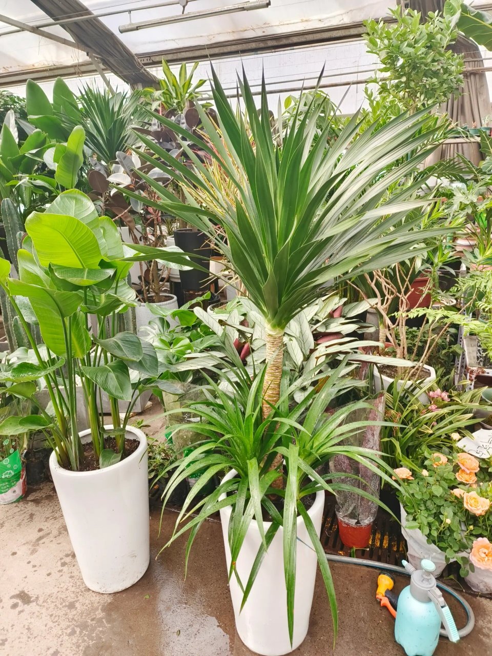 太空铁73造型龙血树73乌鲁木齐绿植 91太空铁91 97叶片直立