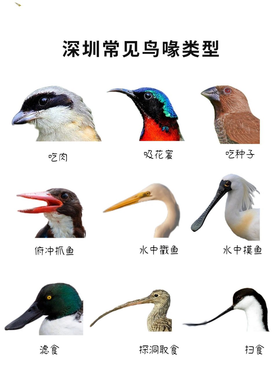 深圳观鸟|千变万化的鸟嘴  鸟喙形态与食性相适应,在此列出几种深圳