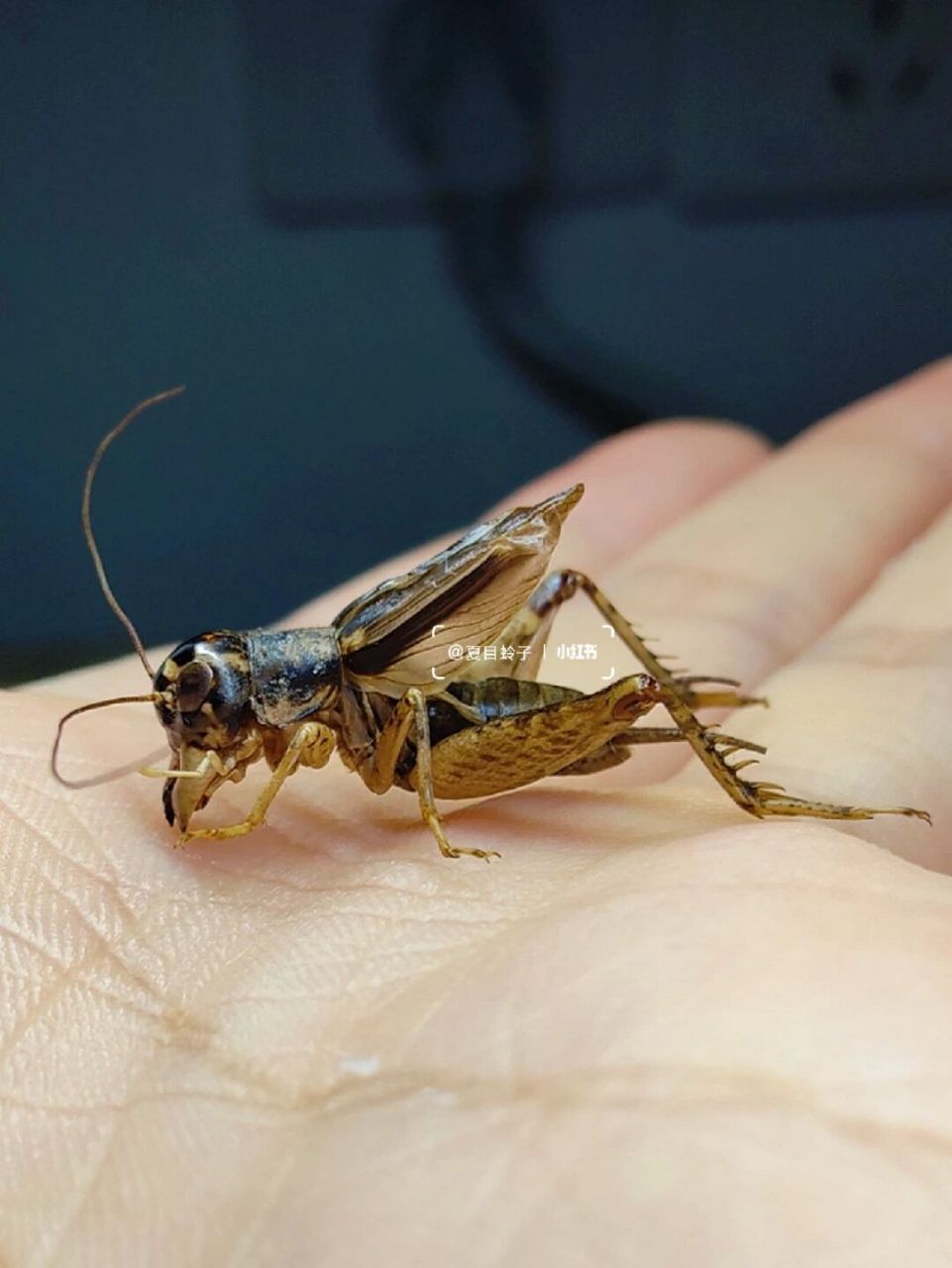 迷卡斗蟋(学名:velarifictorus micado)是直翅目蟋蟀科的一种常见鸣虫