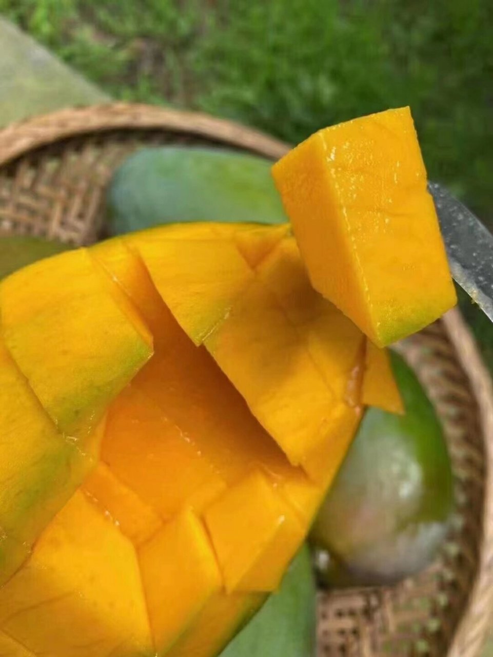 正宗的海南青皮澳芒原来可以这么好吃!