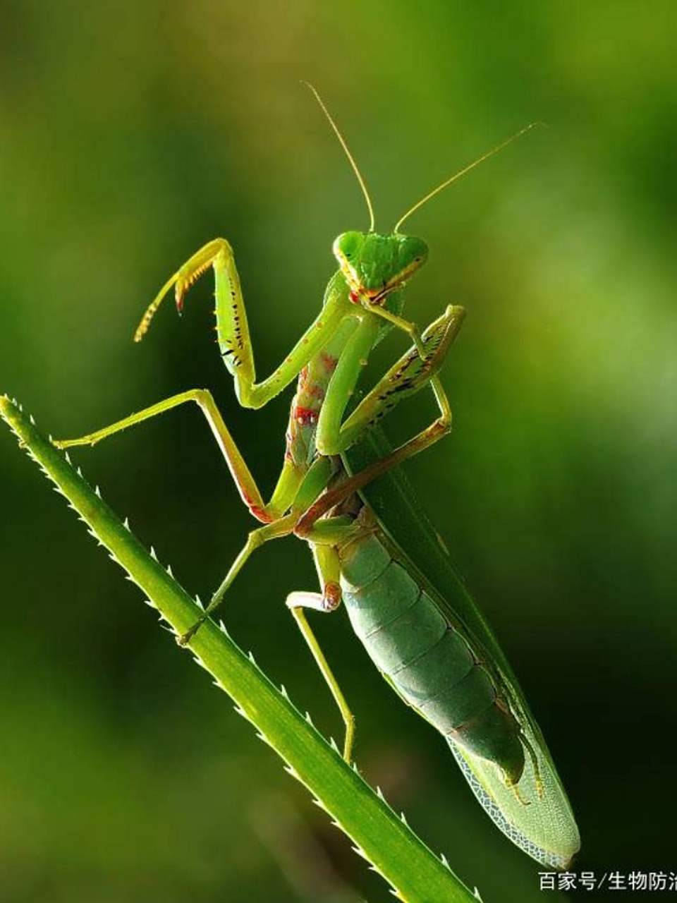 昆虫有哪些图片 昆虫,这些微小而神奇的生物,以其独特的存在方式,给大