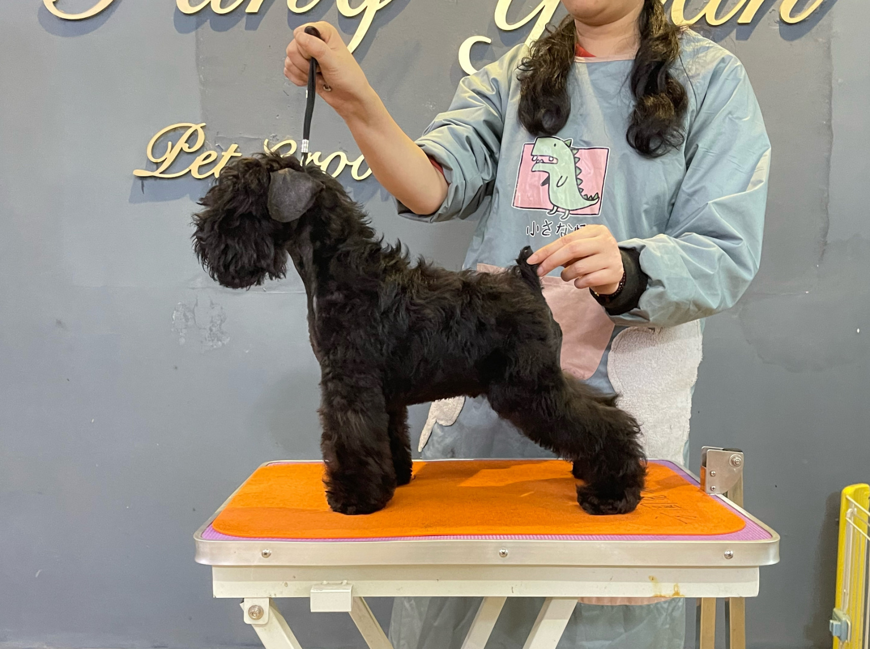 全黑色迷你雪纳瑞 又一胎高品质的全黑色!三公一母.最后为小母!