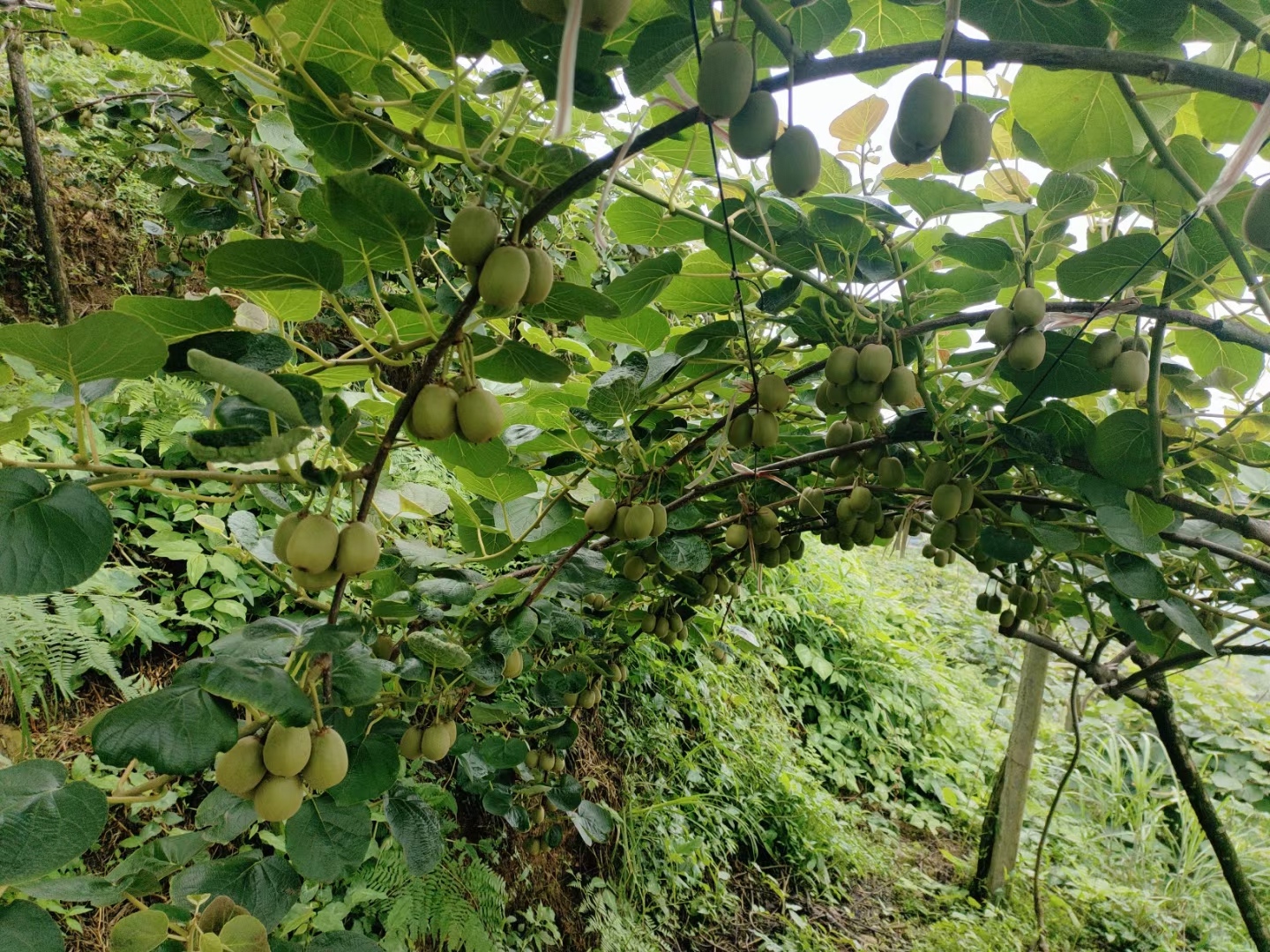 猕猴桃种植地形图片