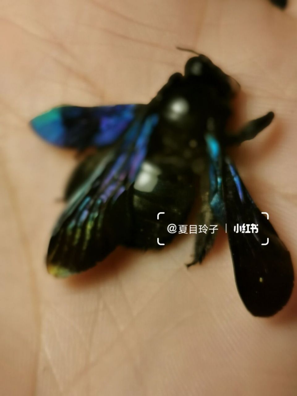 这可能就是美丽的绿翅木蜂～#昆虫# #知识科普# #标本