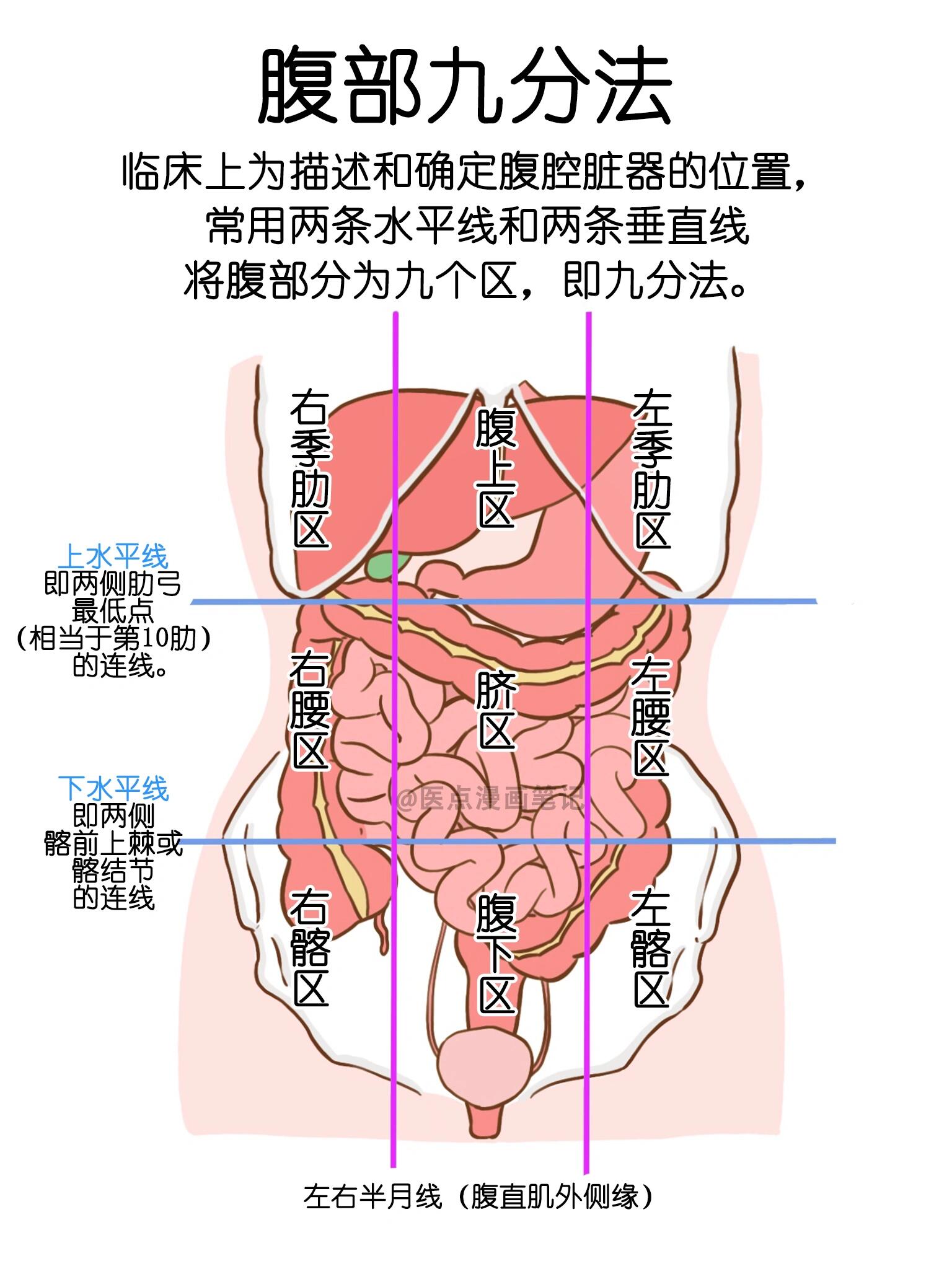 医学生笔记95腹部九分法 解剖版