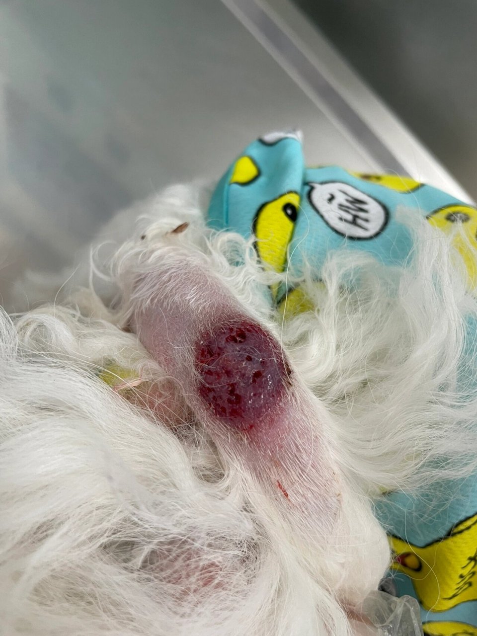 比熊尾巴处皮肤溃烂 感冒十来天,刚好点.