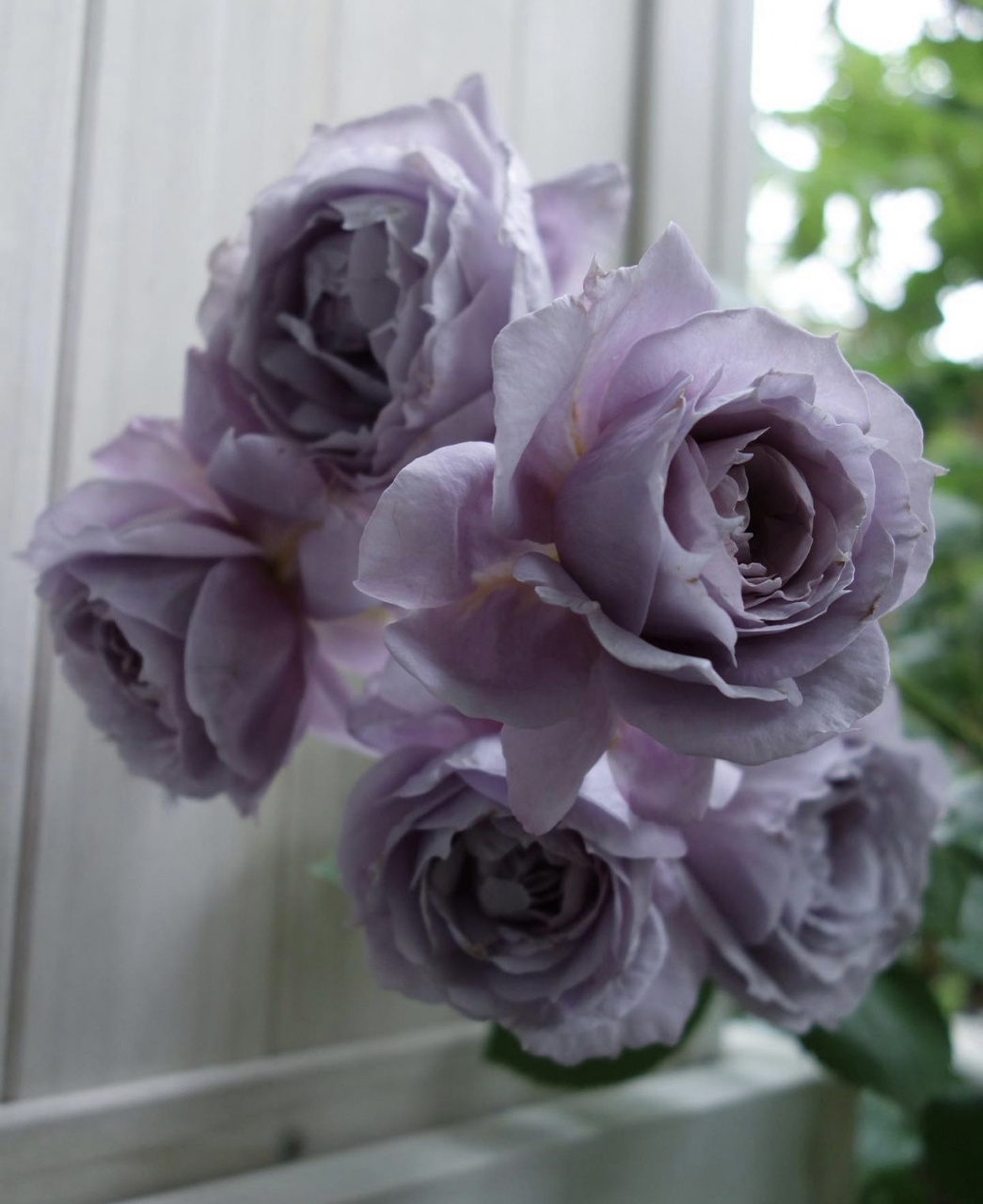 诗人诺瓦利斯月季的优缺点分析～ 商品名称:诺瓦利斯 商品别称