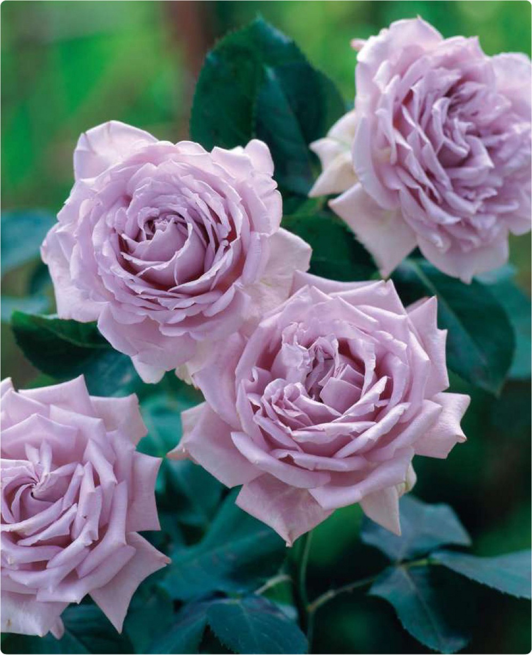 河本月季科普—河本风系列(终篇) 图一 蓝月石(非常火的一款河本,中