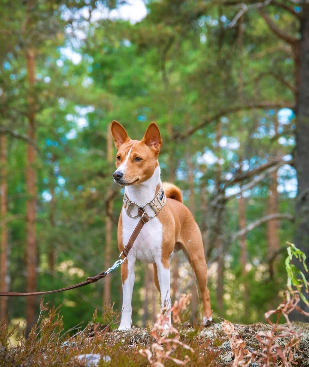 短毛中型犬品种大全图片