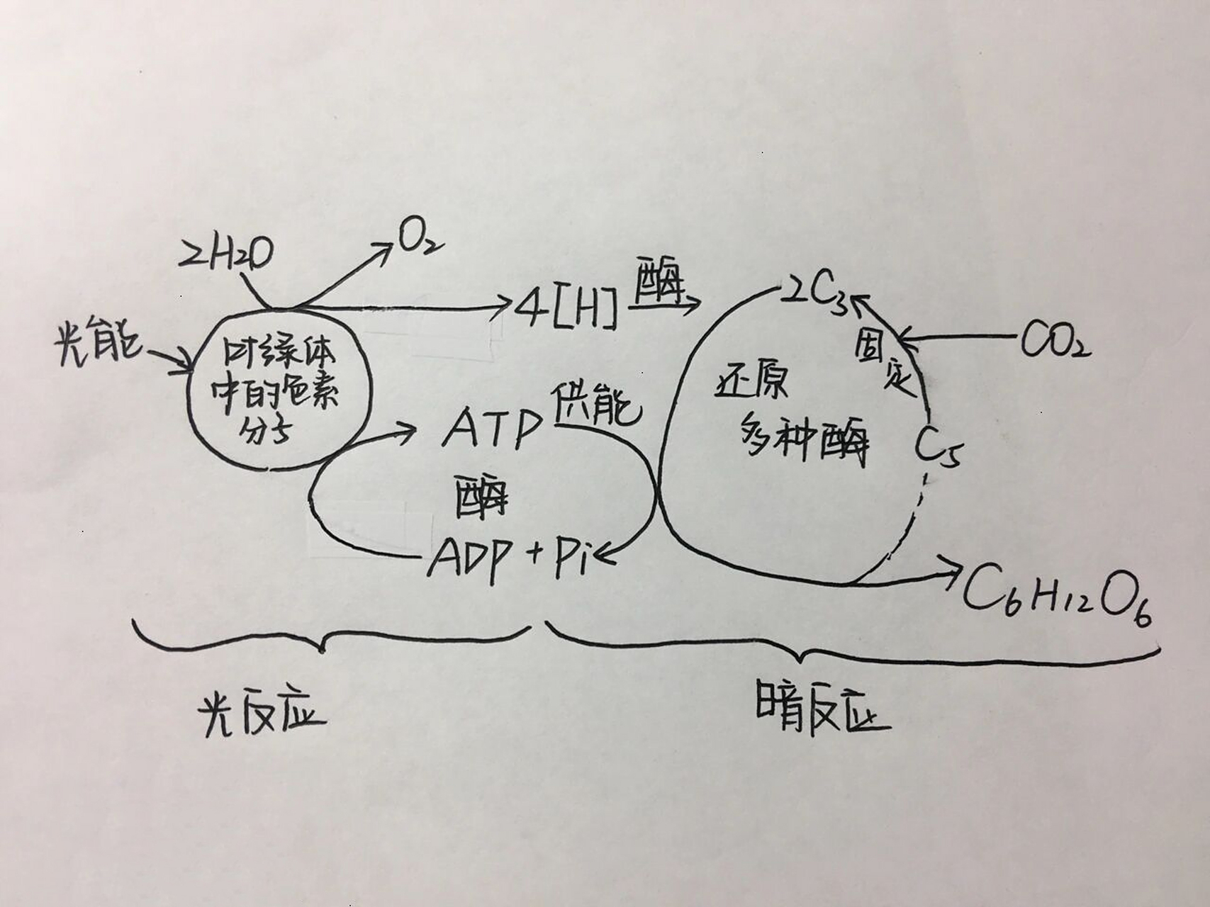 生物笔记7815光合作用过程图解  不足希望大家可以补充  非常高兴