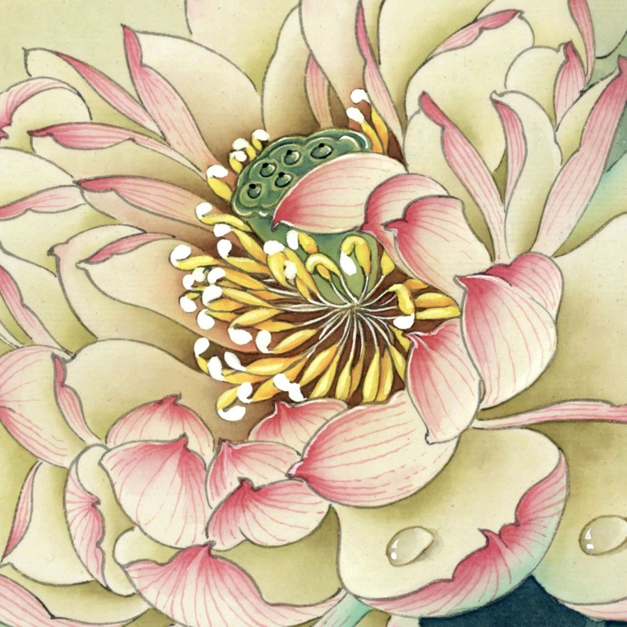 工笔花鸟|郑玲玲 工笔画 花鸟作品 工笔花鸟 步骤设色 参考临摹