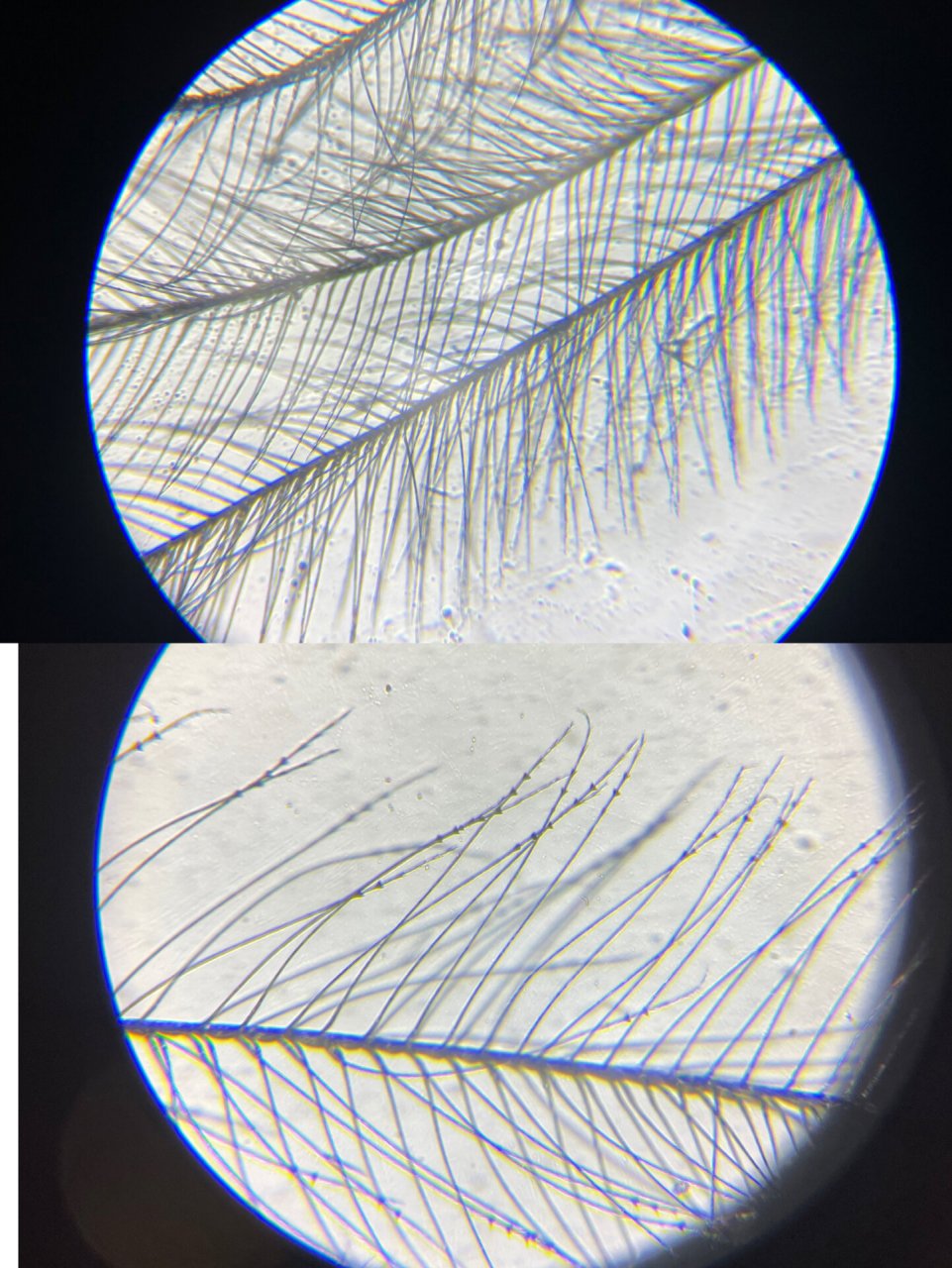 鸭绒绒小枝稀疏,鹅绒绒小枝密集;鸭绒菱节像等边三角
