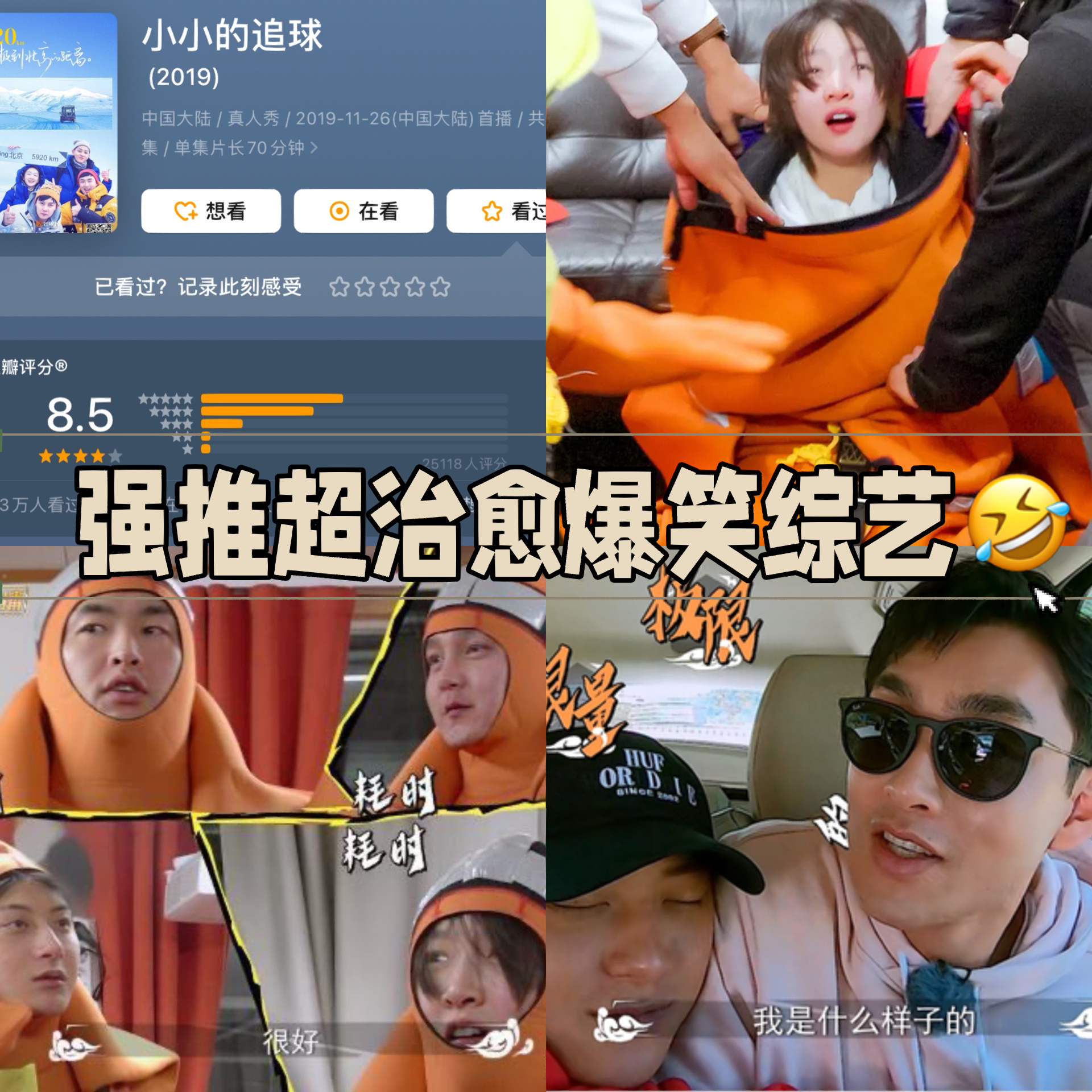 拯救濒危物种,人与自然和谐相处,王彦霖,尹正,黄子韬,周冬雨yyds❗